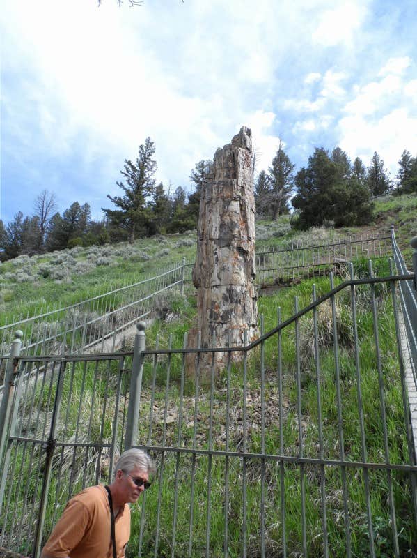 Camper submitted image from Canyon Campground — Yellowstone National Park - 4