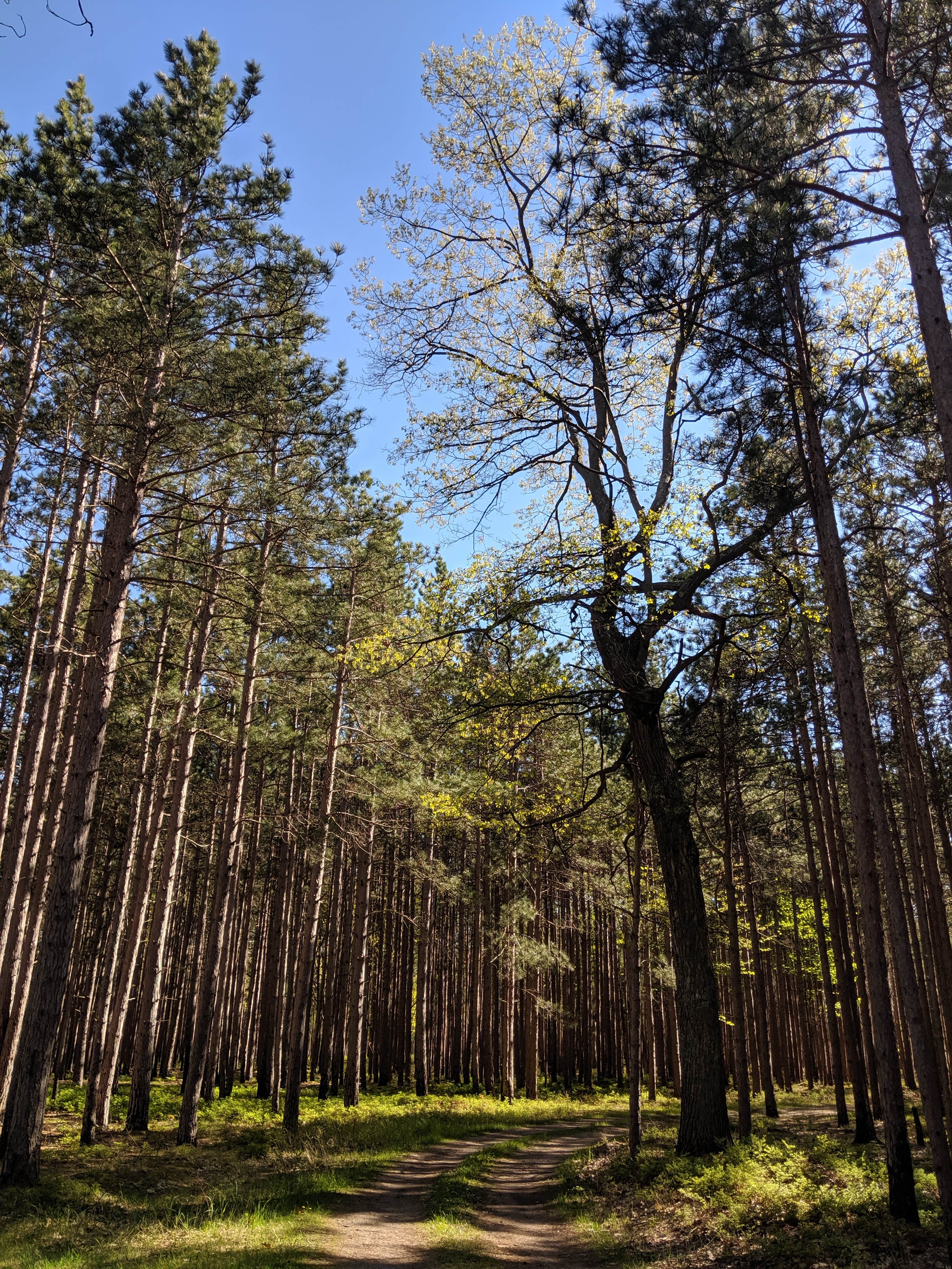 Camper submitted image from Nordhouse Dunes Wilderness - Green Road - 5