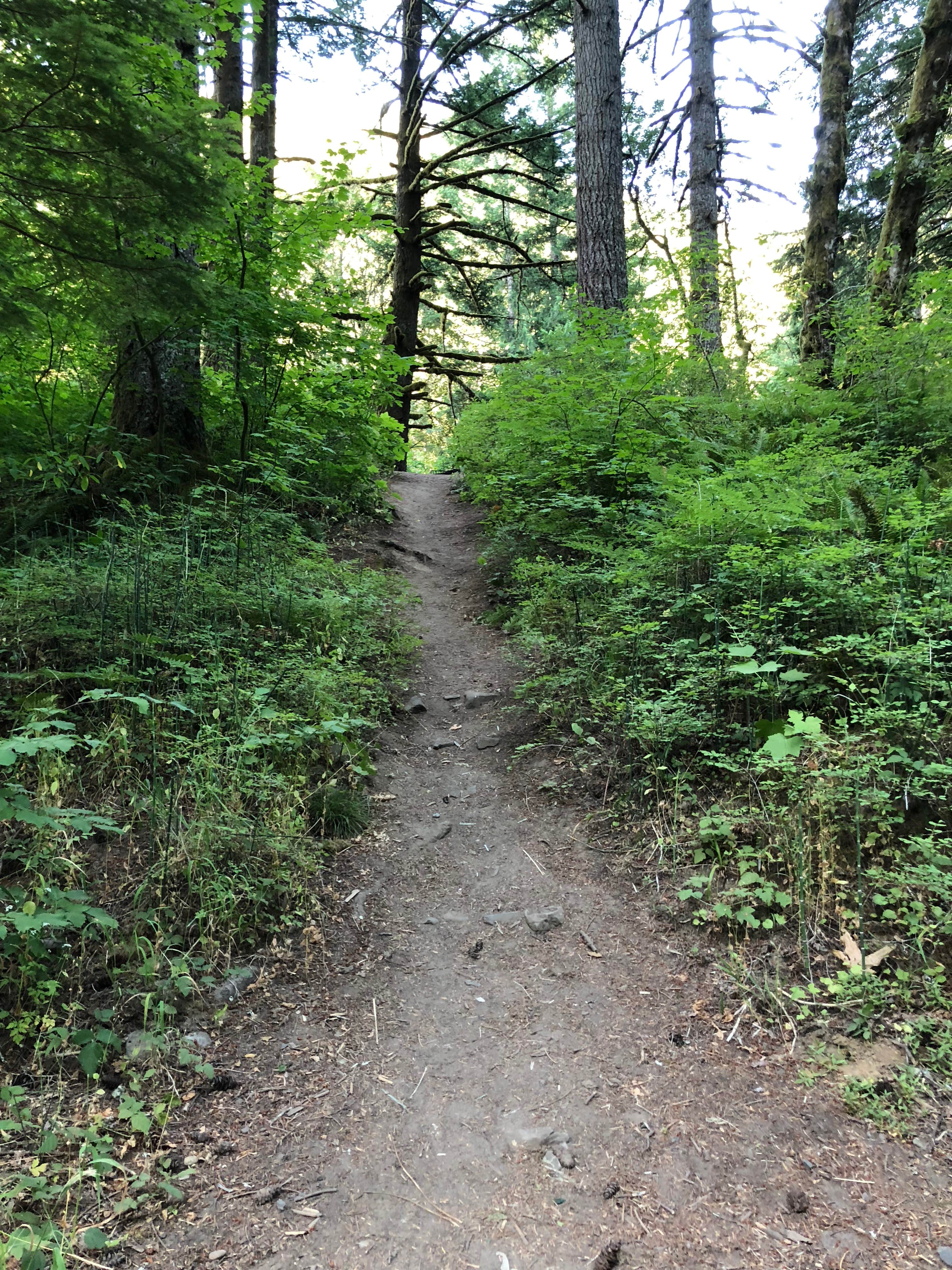 Camper submitted image from Mount Hood National Forest Sunstrip Campground - TEMPORARILY CLOSE DUE TO FIRE DAMAGE - 2