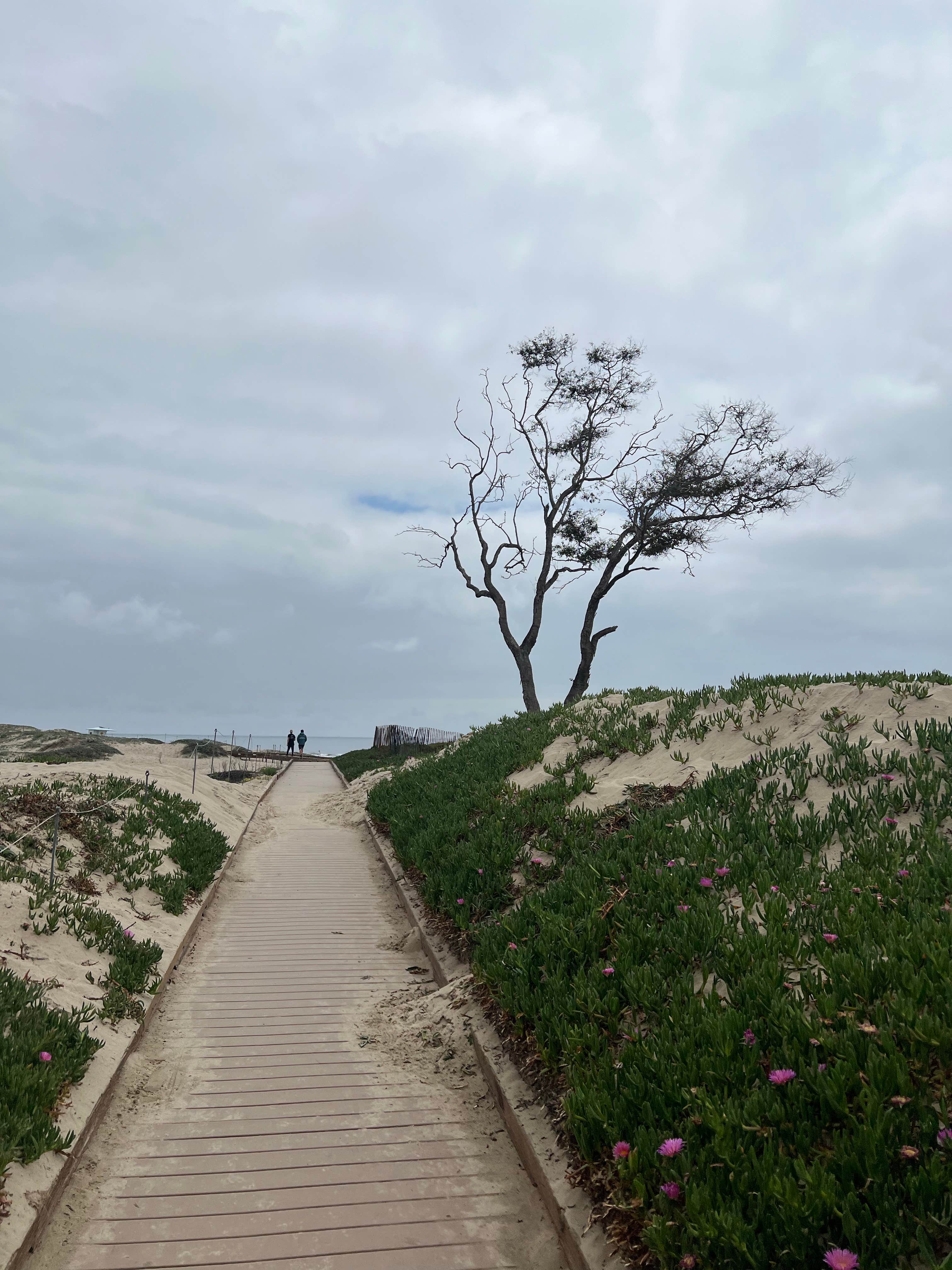 Camper submitted image from Carpenteria State Beach - 5