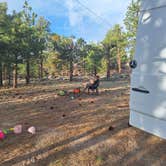 Review photo of Holcomb Valley Climbers Camp by Allie N., June 3, 2025